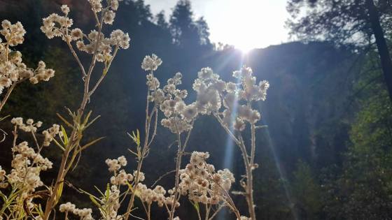 hiking, flowers. trail, Sedona, peace
